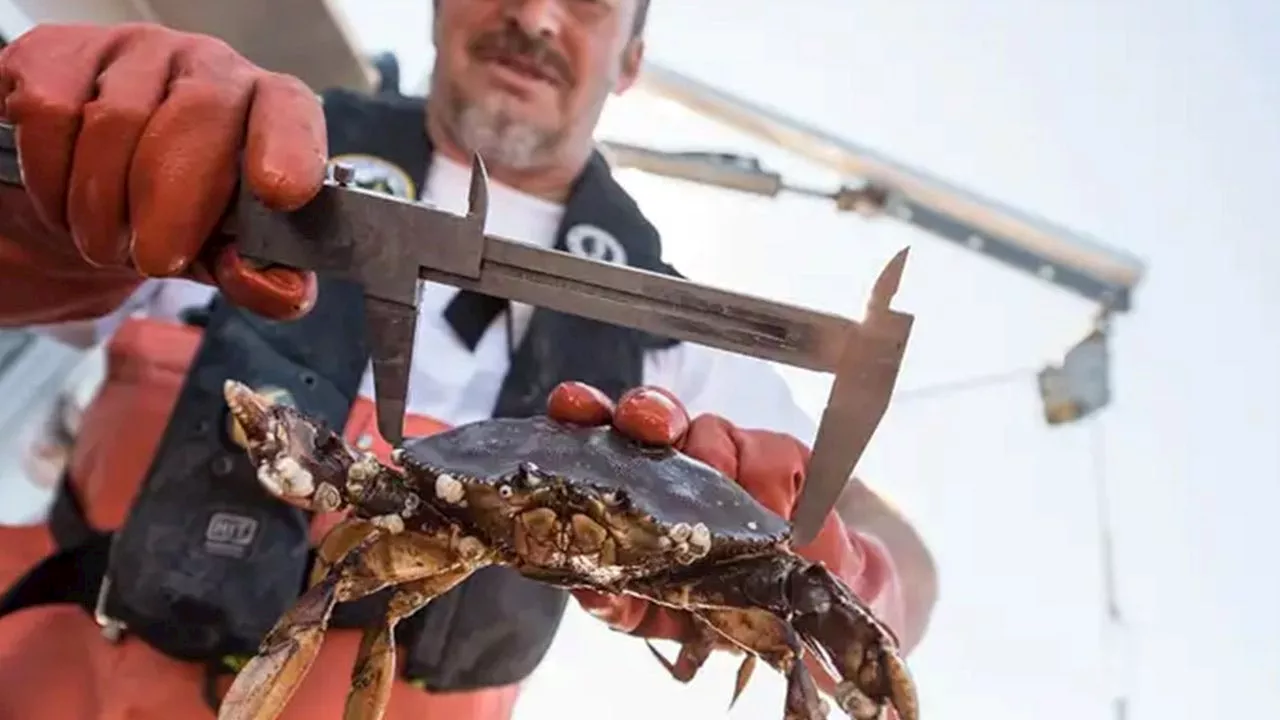 Washington's Commercial Dungeness Crab Season Opens January 15th