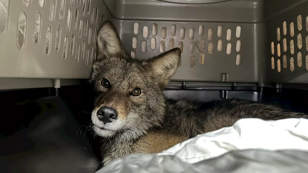 Coyote Found Hiding in Aldi Store in Chicago