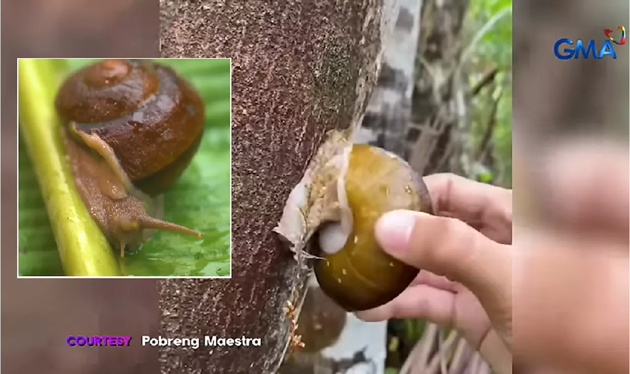 Viral Vlogger Eats Buko, A Giant Snail Found in Trees