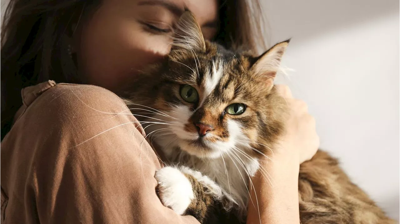 Deine Katze mag dich nicht? Das könnte der Grund sein!