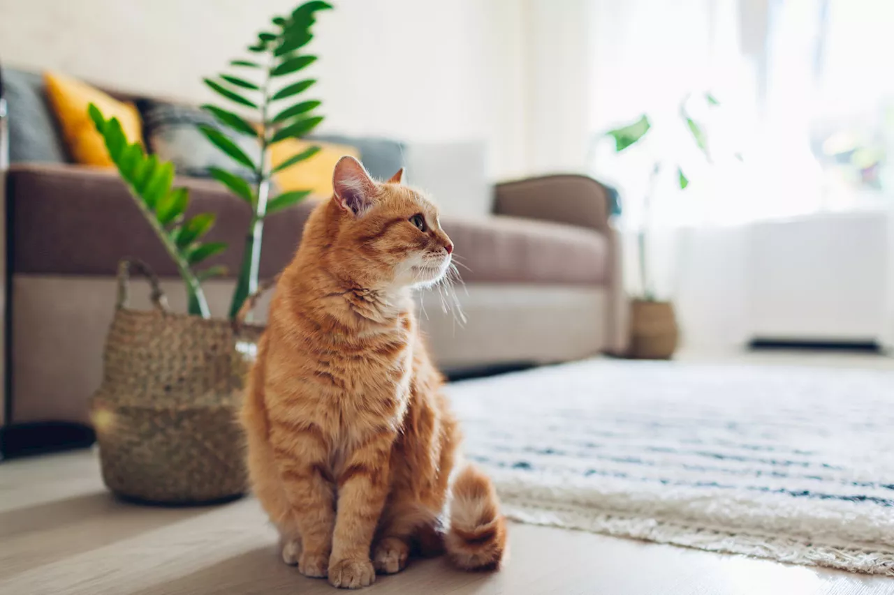 Katzenhaltung: 6 Fehler, die deine Katze krank machen