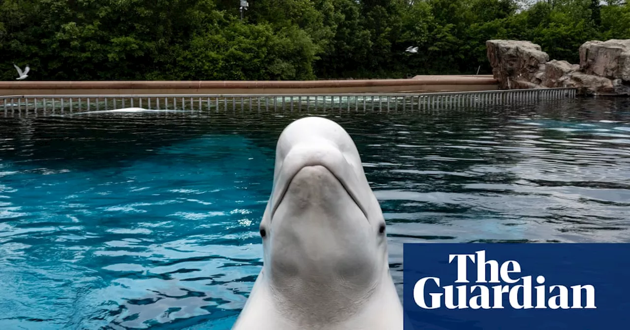 Marineland's Dark Turn: Beluga Deaths Spark Outcry and Calls for Closure