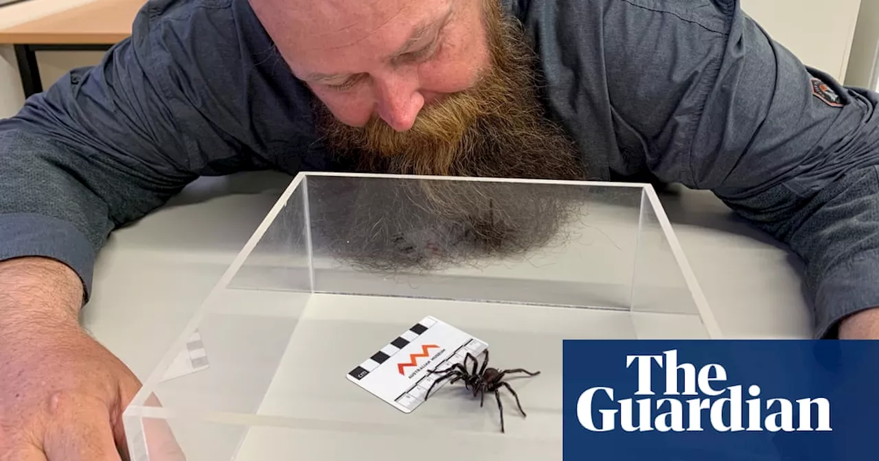 New Species of Funnel-Web Spider Discovered in Australia