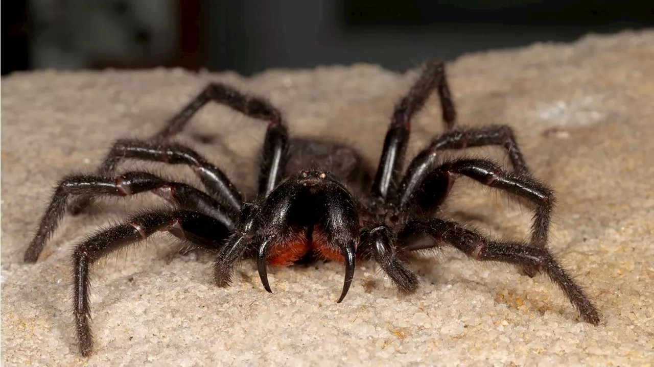 Drei Arten der Sydney-Trichternetzspinne entdeckt