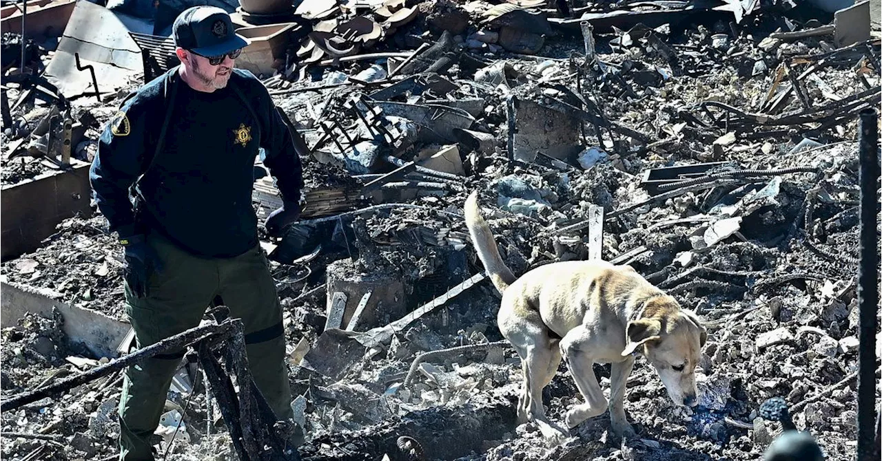 Reunited at Last: Missing Dog Oreo Found Alive After California Wildfires