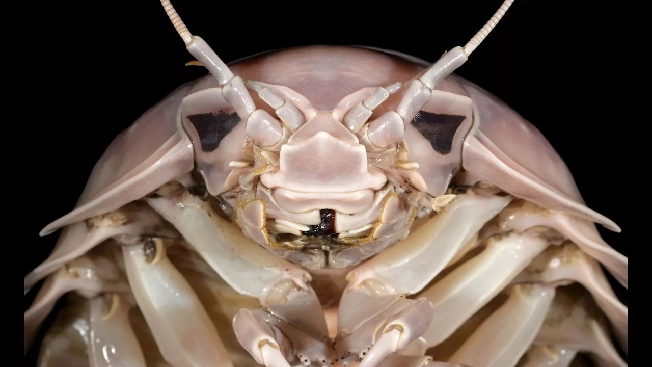 Darth Vader of the Deep: New Giant Isopod Species Discovered Off Vietnam