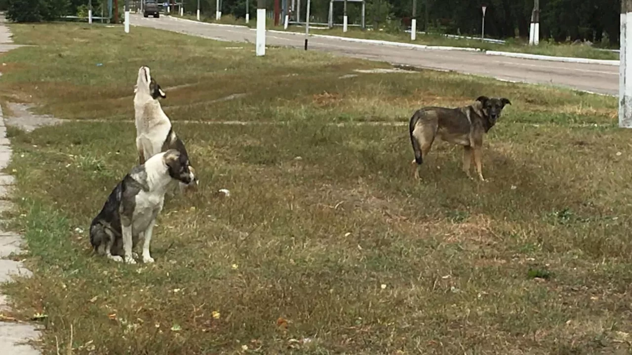 No Evidence of Radiation-Induced Mutations in Chornobyl Dogs