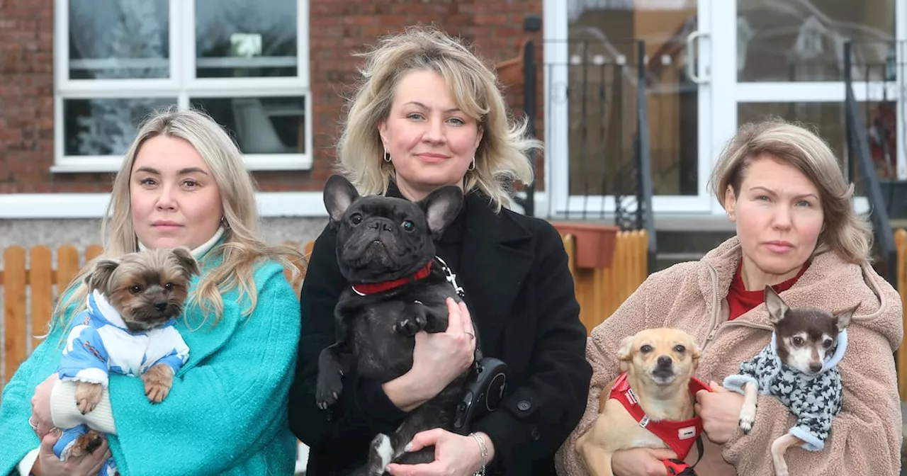 Ukrainian Refugees in Limerick Face Uprooted Life with 48-Hour Notice to Relocate Homes, Leaving Pets Behind