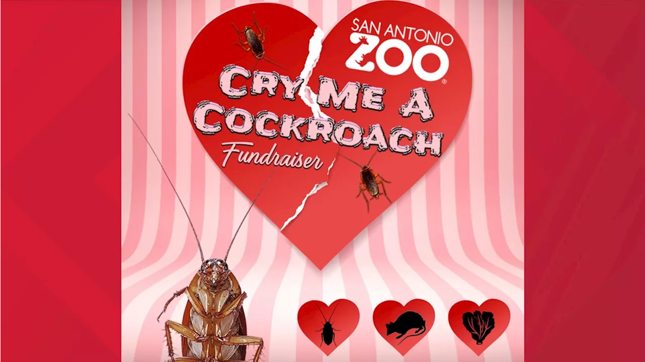 San Antonio Zoo's Cry Me a Cockroach Fundraiser Returns for Valentine's Day