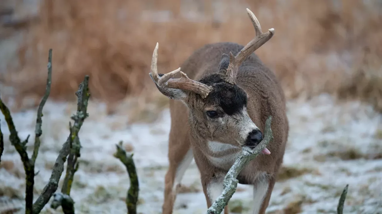 Alaska Wildlife Conservation Center Raises Over $30,000 to Rebuild Deer Shelter Destroyed by Windstorm