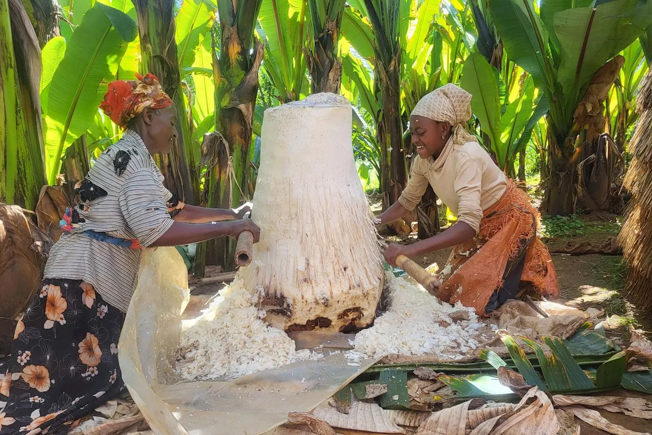 L’Éthiopie mise sur l’ensete, ce « faux bananier » qui permettrait de lutter contre la faim