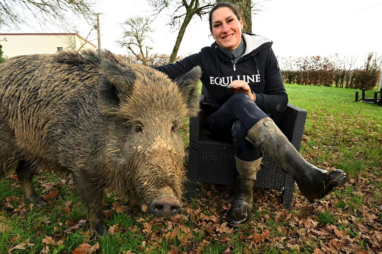 Sanglier Rillette : pourquoi est-il si difficile d’adopter un animal sauvage ?