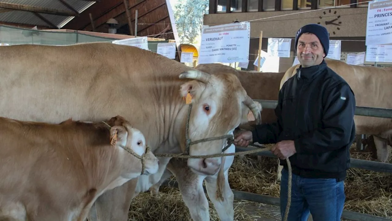 Éleveurs du Sud-Ouest se Préparent au Salon International de l’Agriculture