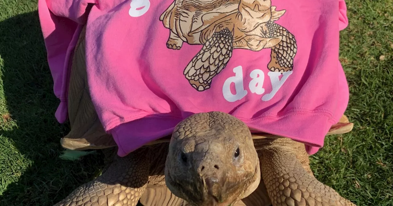 Tortoise Tiptoe Survives California Wildfires