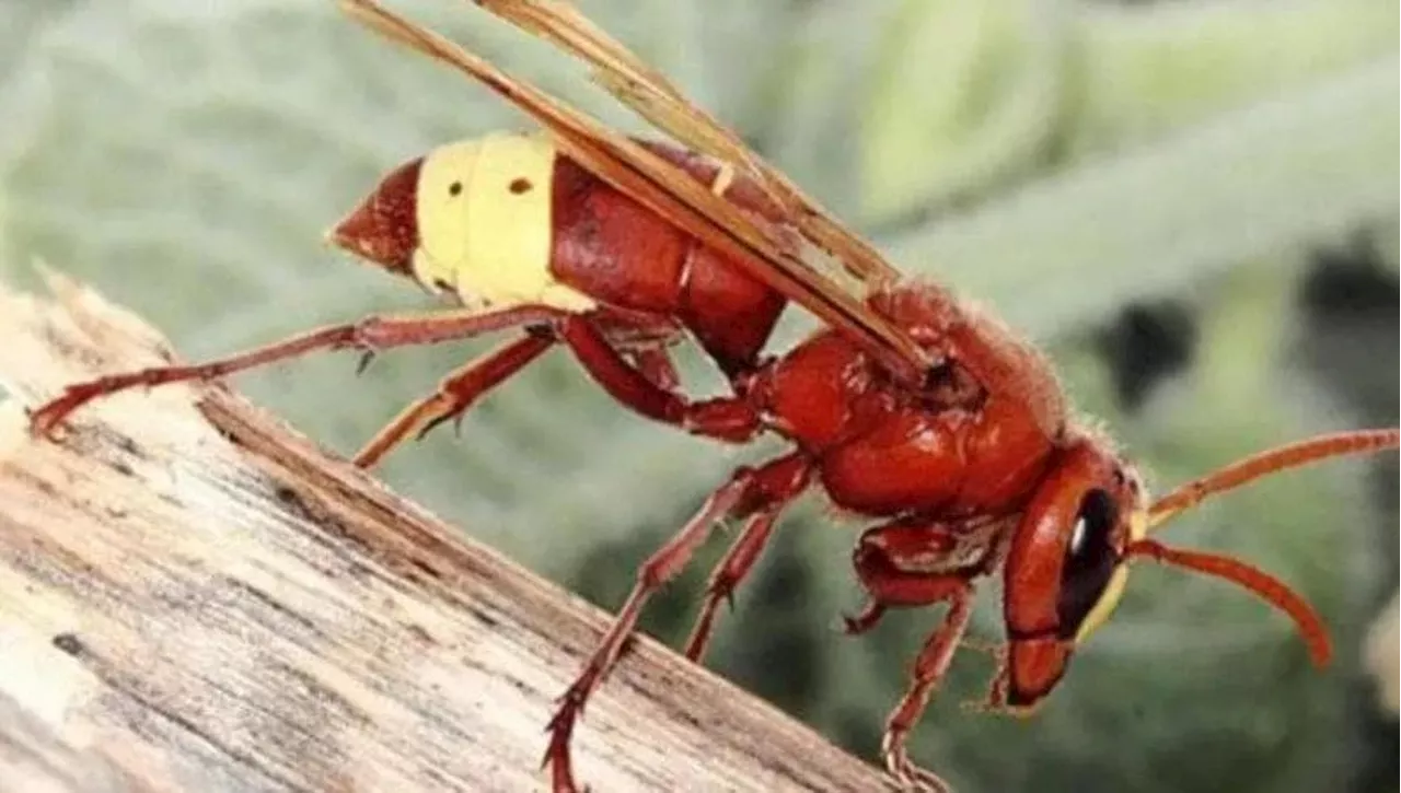 La vespa orientalis fa strage di api: persi 40mila alveari fra Lazio, Molise e Campania