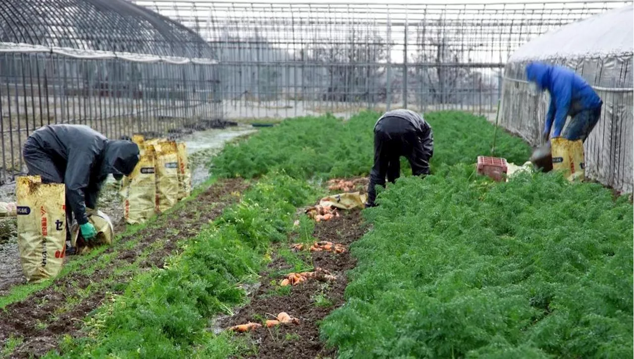 Orto d'Inverno: Cosa Piantare e Come Cuidarlo