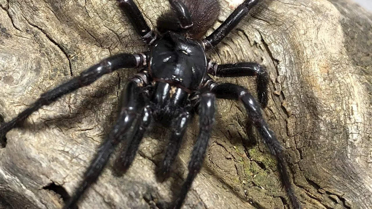 New Species of Giant, Venomous Funnel-Web Spider Discovered in Australia