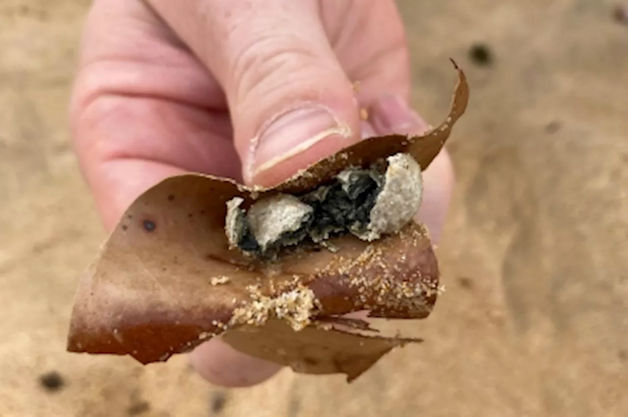 Sydney closes nine beaches as mysterious marble-sized white, grey balls wash up on shore (VIDEO)