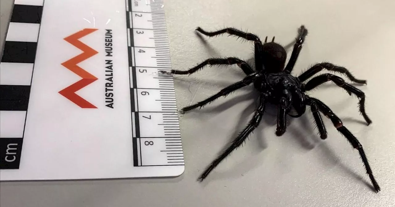 Australia Discovers 'Big Boy', a New Deadly Funnel-Web Spider Species