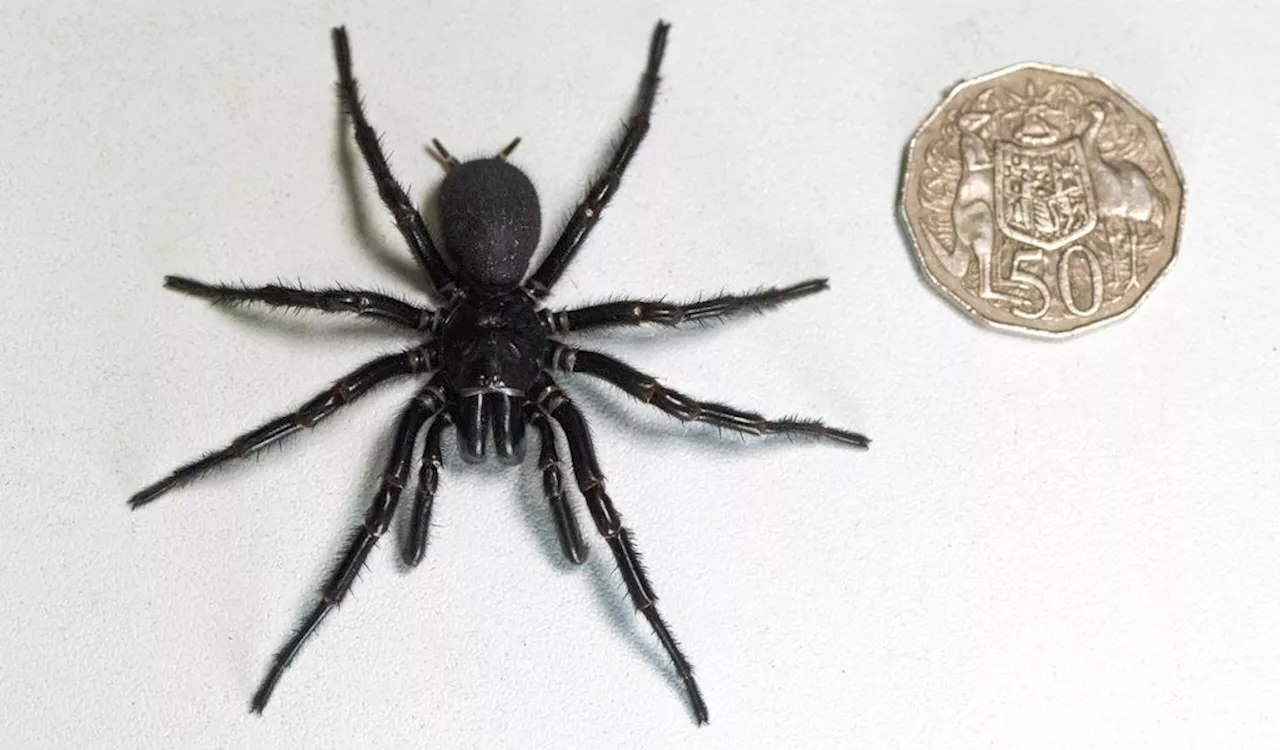 Mega-Giftige Spinne: Hamburger Forscher Entdeckung