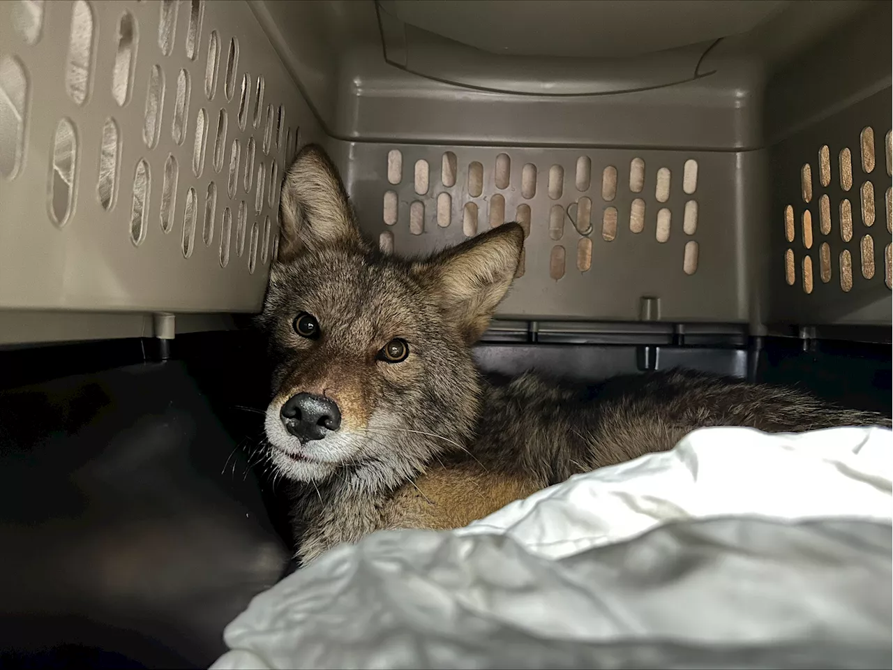 Coyote Found Hiding in Aldi Refrigerator Sparks Unique Rescue