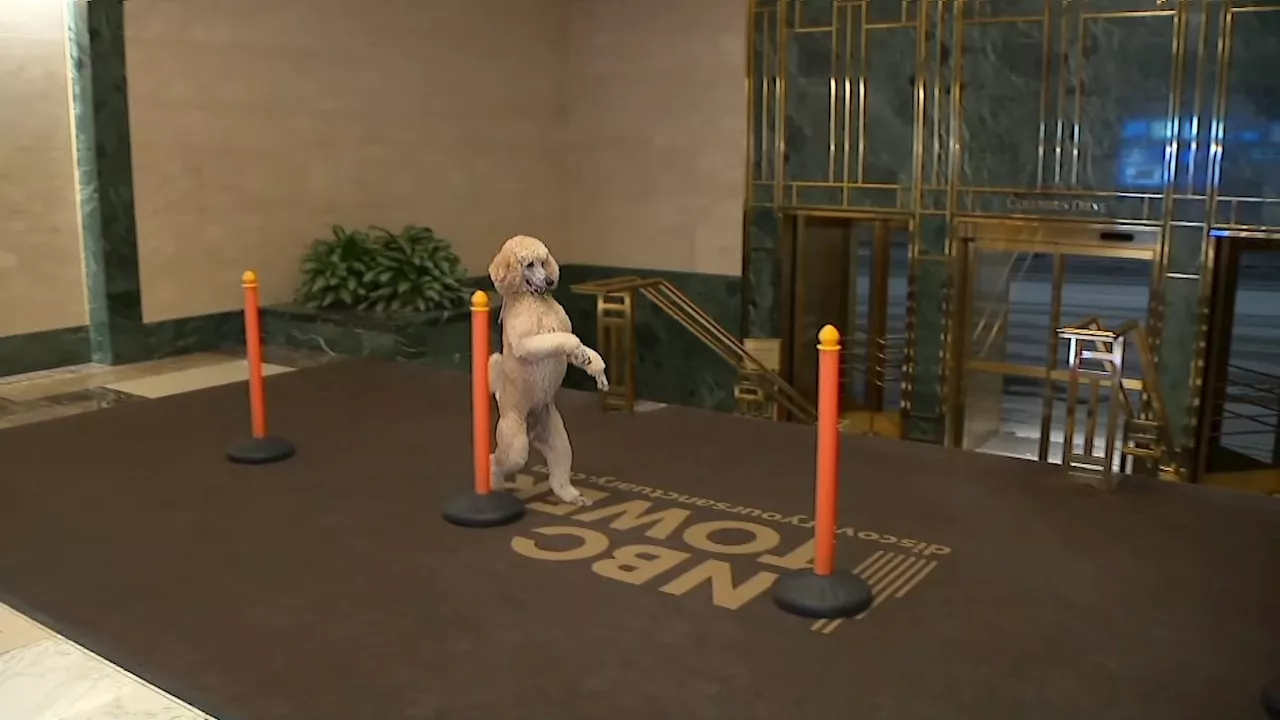 Viral Poodle Pappy Breaks Guinness World Record at NBC Chicago