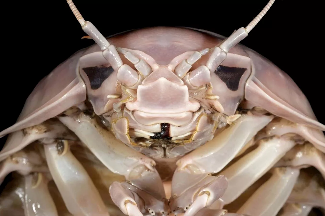 Giant isopod named after Darth Vader is a delicacy in Vietnam