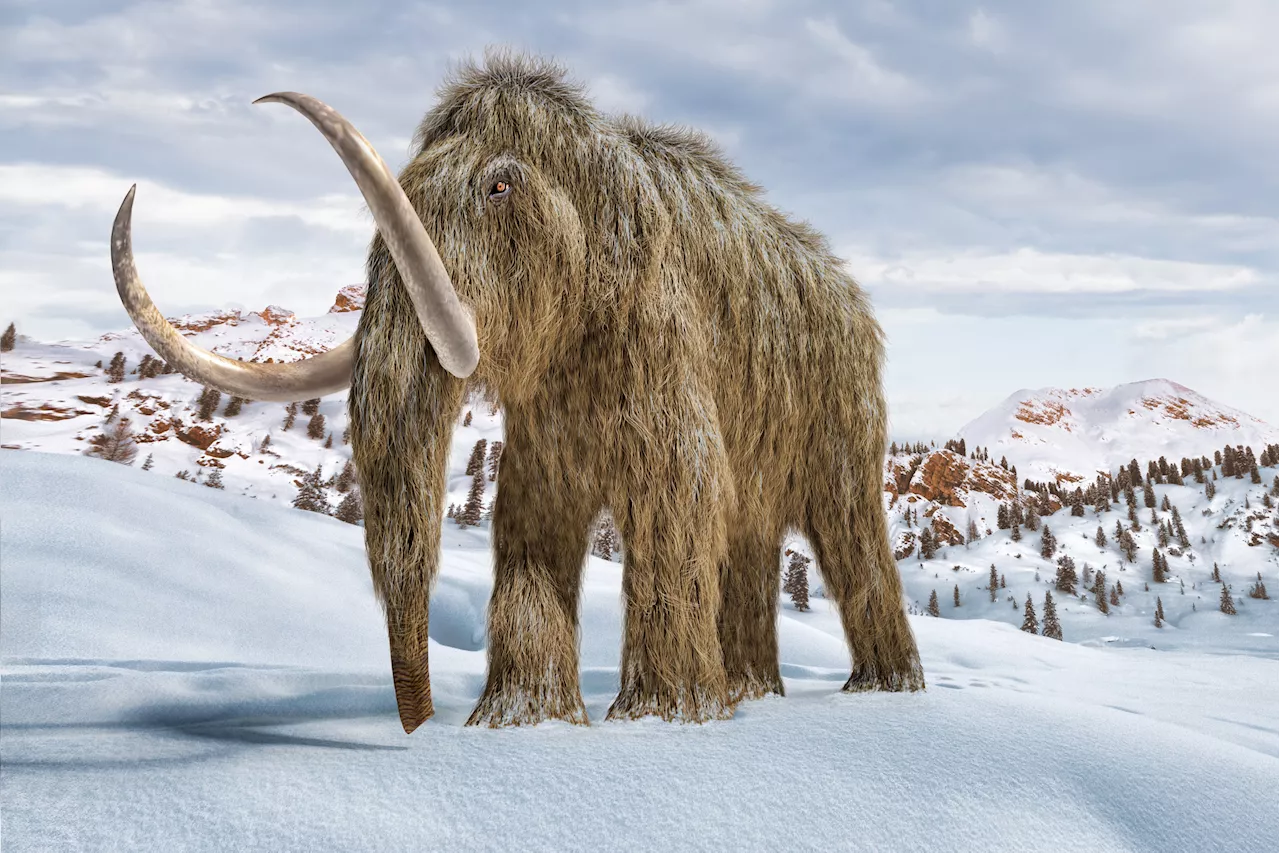 Colossal Biosciences Aims to Birth Woolly Mammoth Calves in Three Years