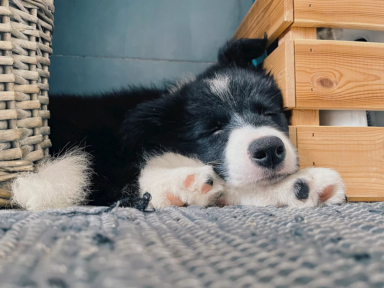 Puppy Wakes Up From Nap, Tears as She Can't Find Her Mom