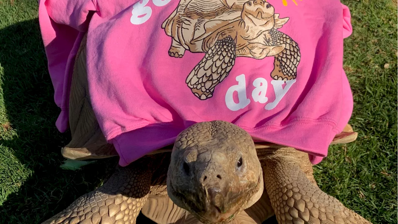 Tortoise Who Is a Local Celebrity Evacuated With His Family From California Wildfires