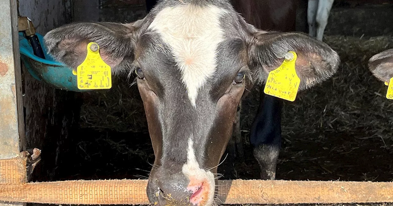 Maul- und Klauenseuche: Landwirte im Kreis Paderborn beunruhigt