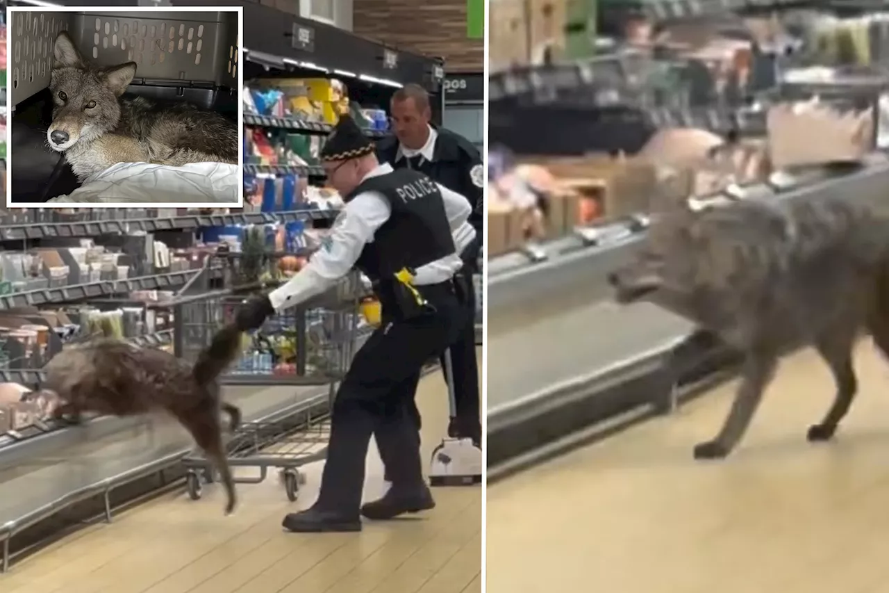 Coyote Found Wandering in Chicago Aldi