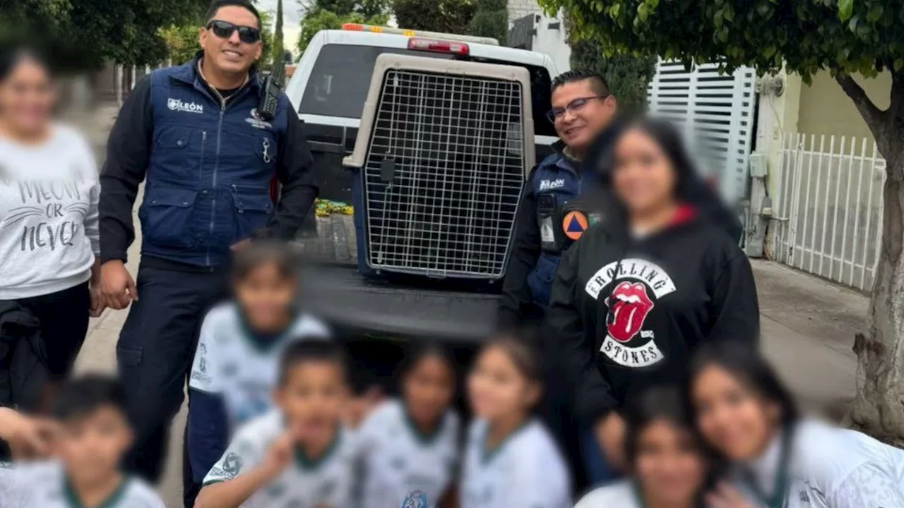 Jabalí Rescatado en las Calles de León