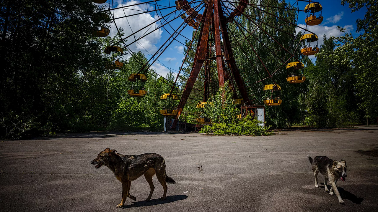 Chernobyl Dogs Show No Evidence of Radioactive Mutations