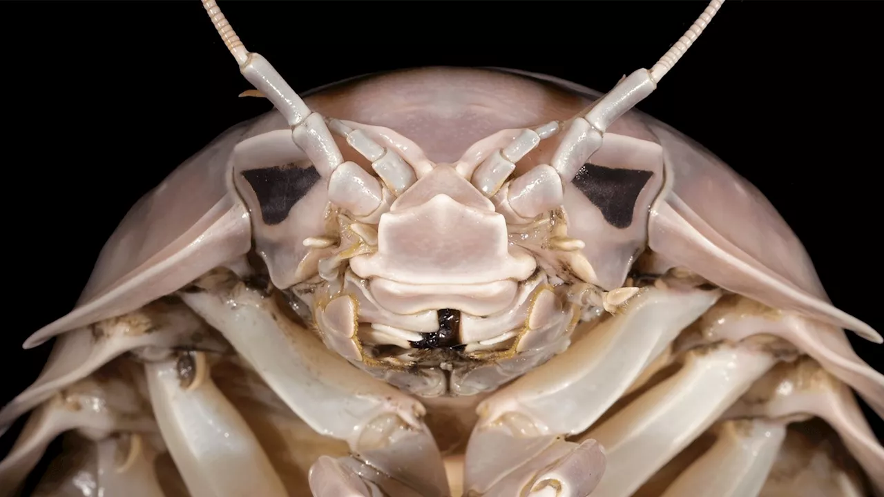 Darth Vader-Inspired Giant Isopod Discovered in Vietnamese Waters