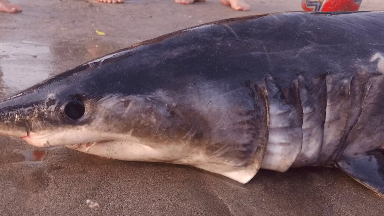 Tubarão-mako encontrado morto na Praia de Guaecá em São Sebastião