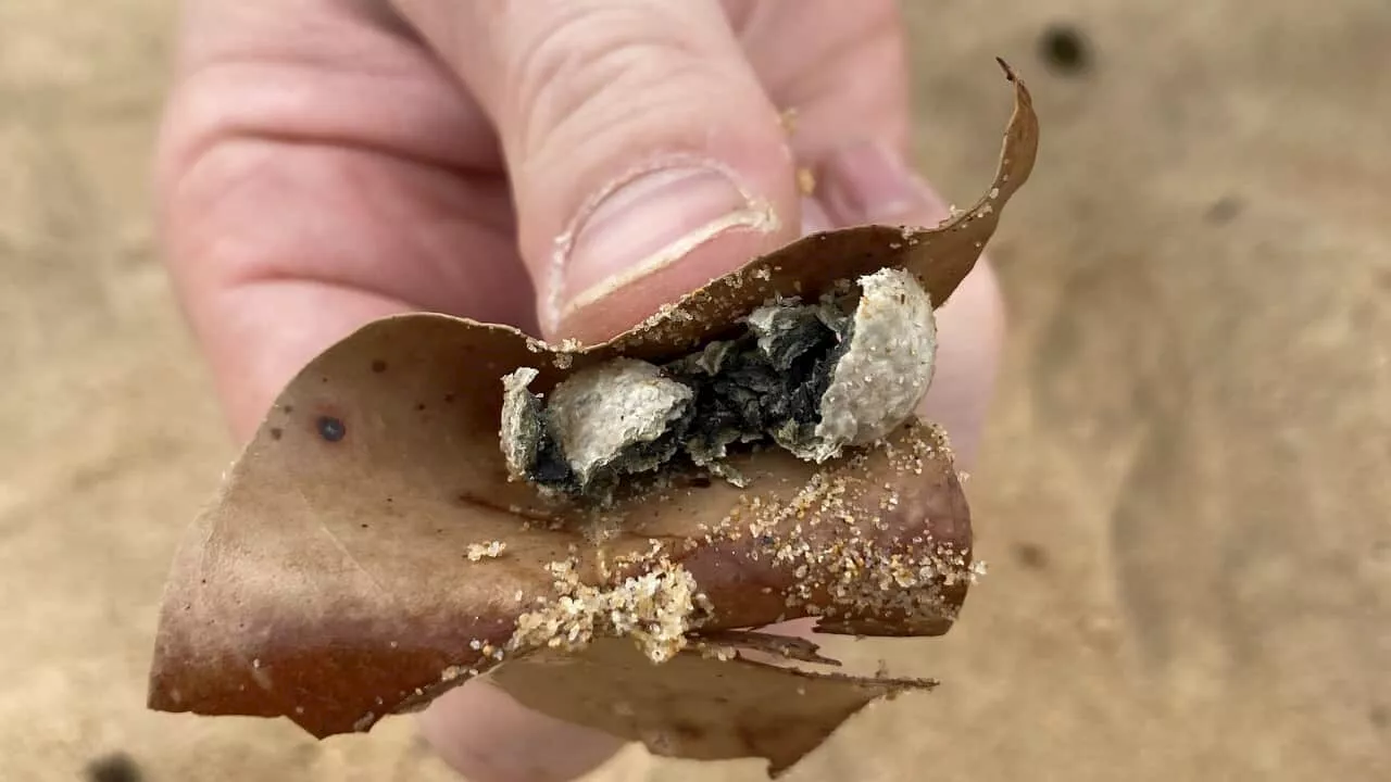 Mysterious Grey Balls Force Closure of Nine Sydney Beaches