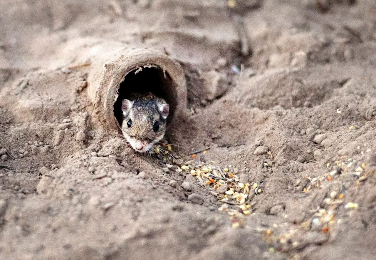 Hantavirus Found in San Diego County Rodent, Officials Warn Public