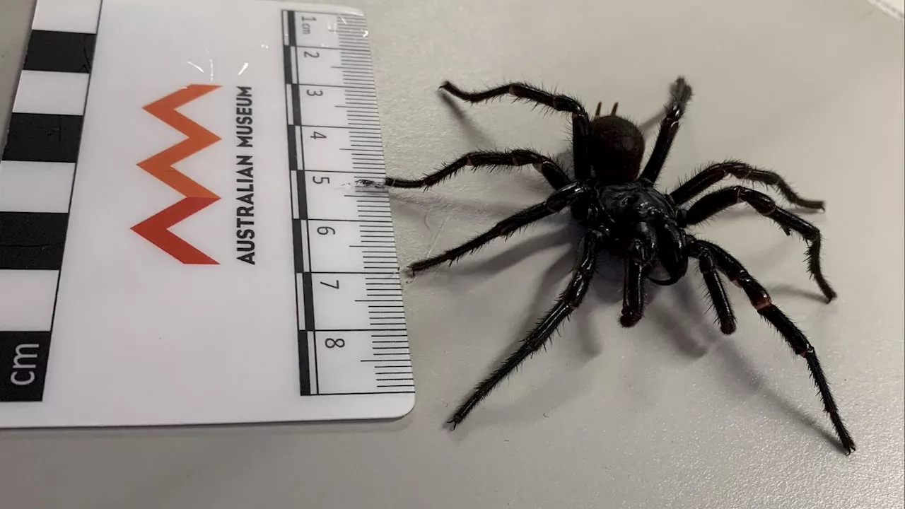 Larger, More Venomous Spider Species Found in Australia