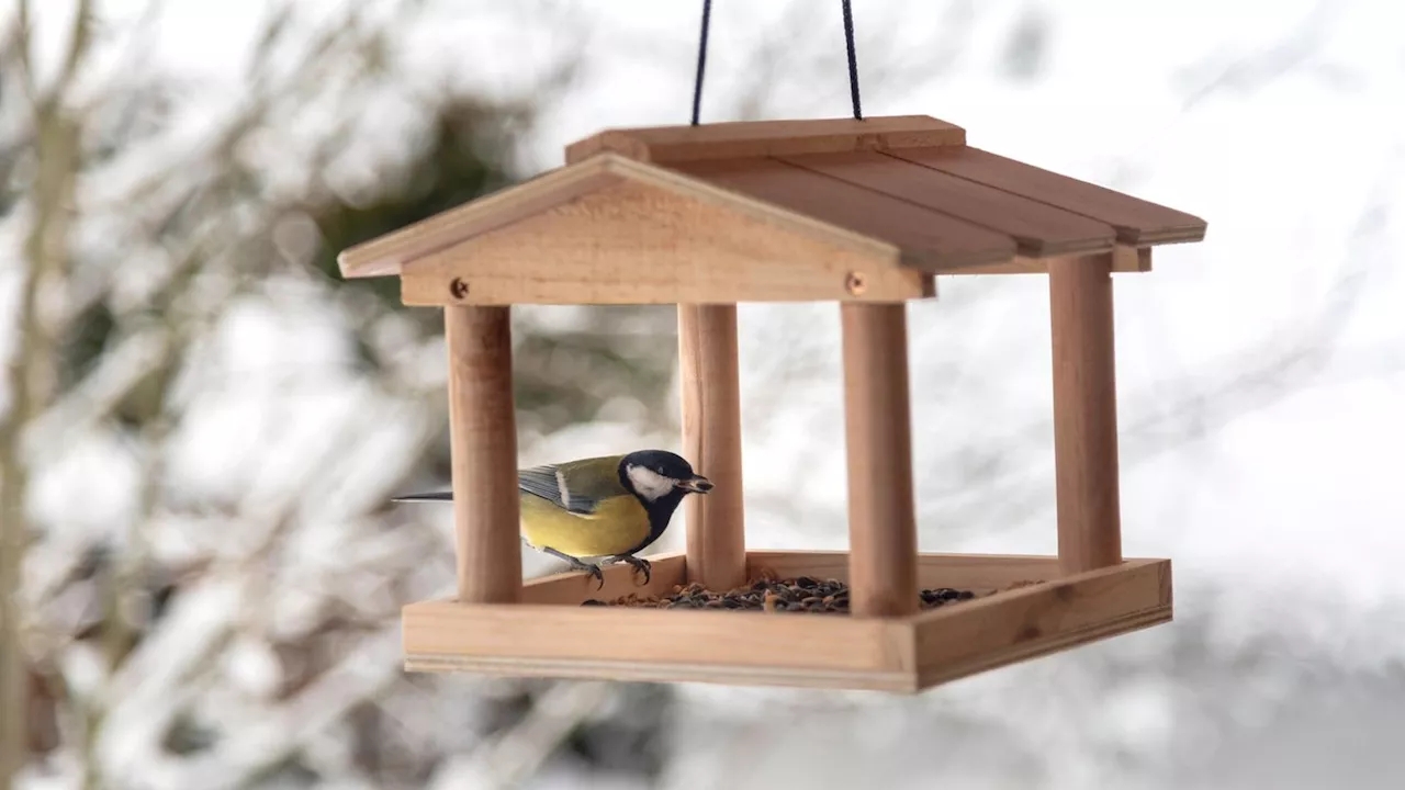 Vogelhaus im Winter aufhängen - So unterstützen Sie Vögel