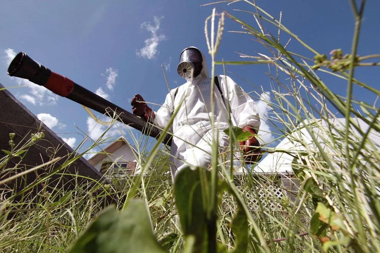 L’épidémie de chikungunya déclarée à la Réunion, déclenchement du dispositif de gestion de crise