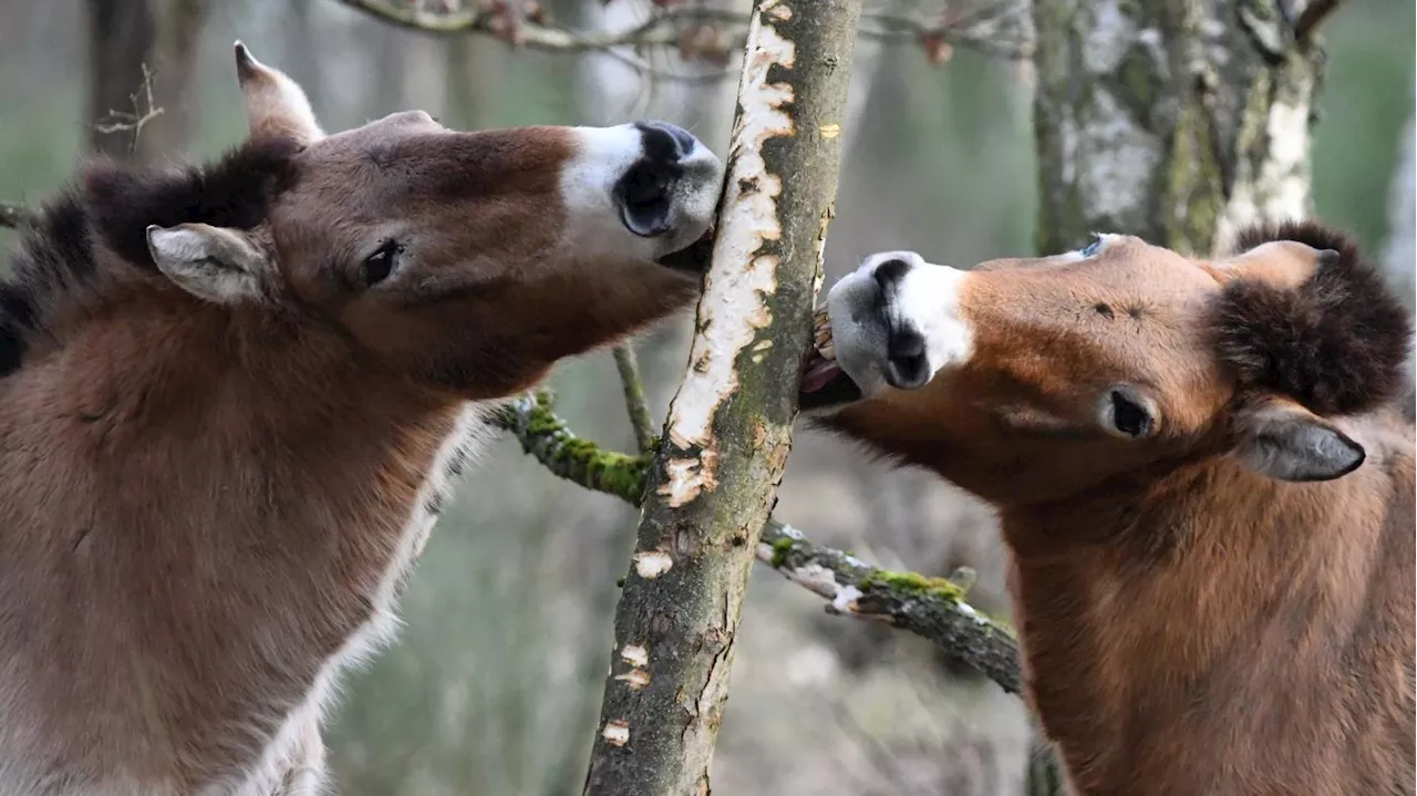 Döberitzer Heide bis auf Weiteres gesperrt: Schutz vor Maul- und Klauenseuche