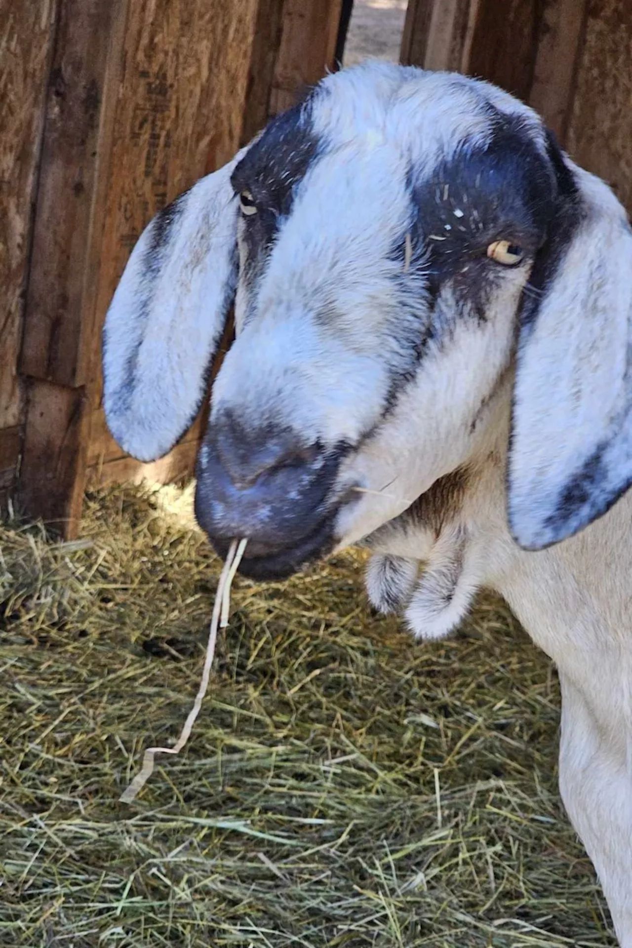 Woman gets overwhelming response to effort to rehome nine goats