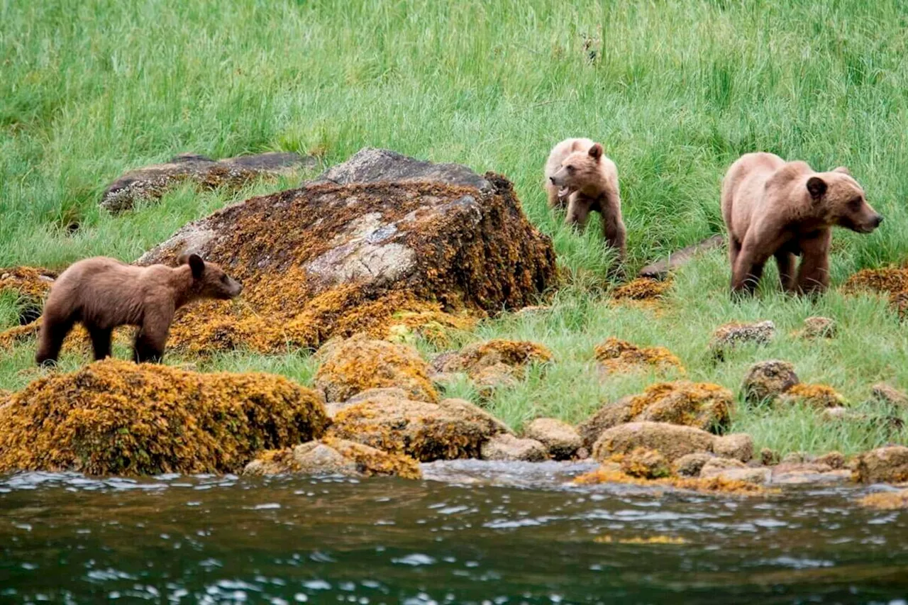 Ecotourism May Not Increase Grizzly Bear Conflicts, Study Finds