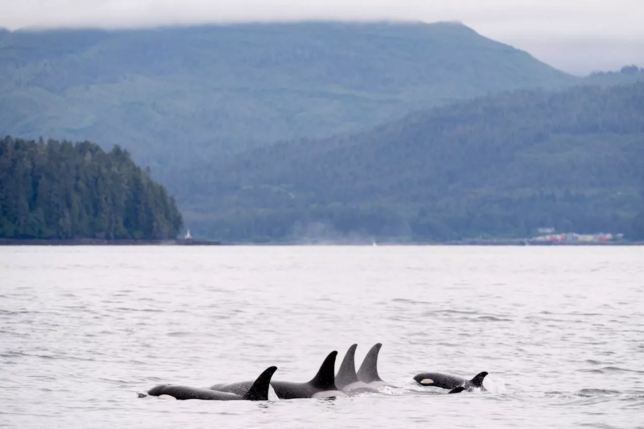 Court Upholds Approval of Port Expansion Despite Concerns Over Killer Whale and Salmon