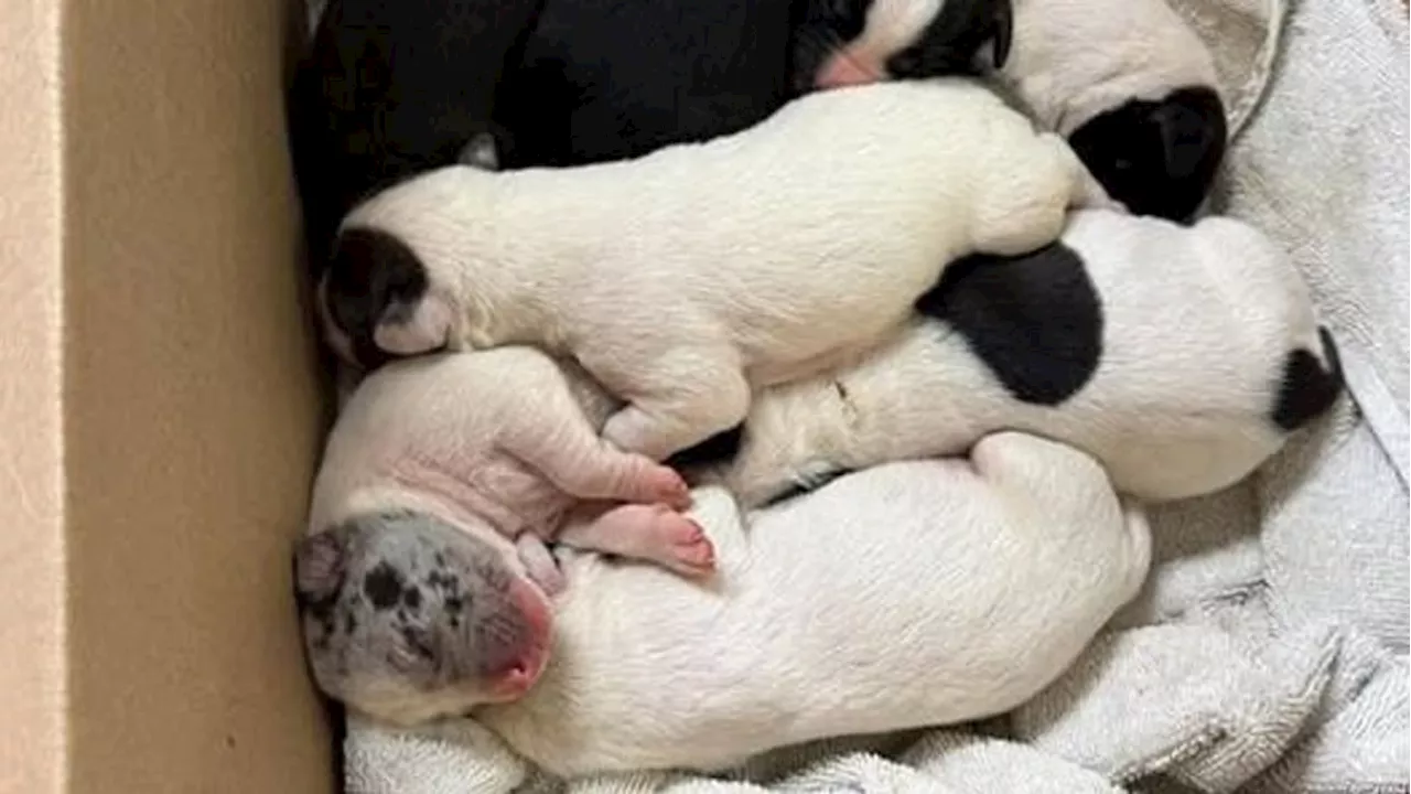 Newborn puppies rescued from freezing temperatures in Franklin County