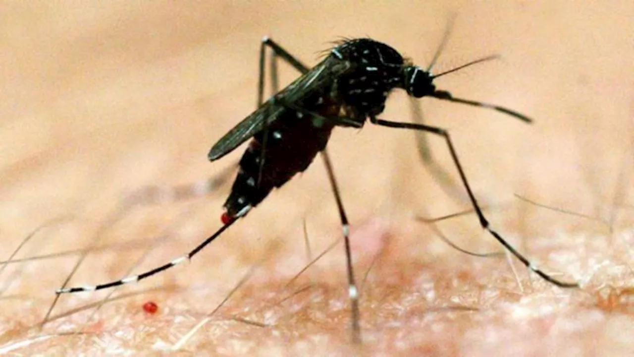 Japanese encephalitis virus detected in Moira Shire in Victoria’s north