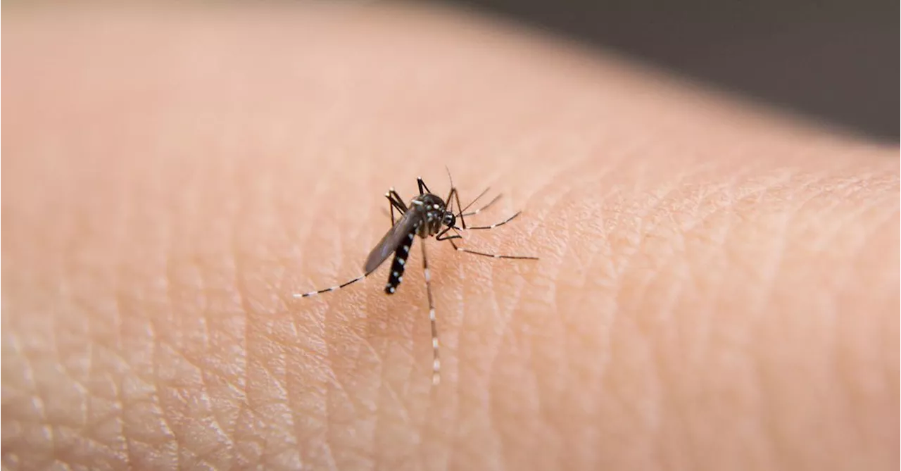 Japanese Encephalitis Virus Detected in Mosquitoes in Victoria