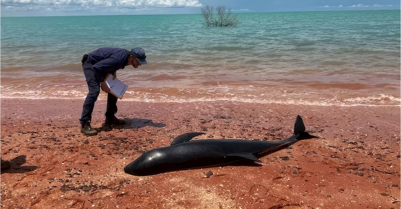 Ten Melon-Headed Whales Wash Ashore in Western Australia, Raising Crocodile and Shark Risk