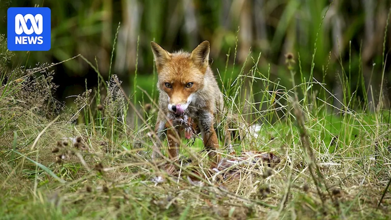 Foxes Force Night Shooting Campaign to Protect Sea Turtle Nests